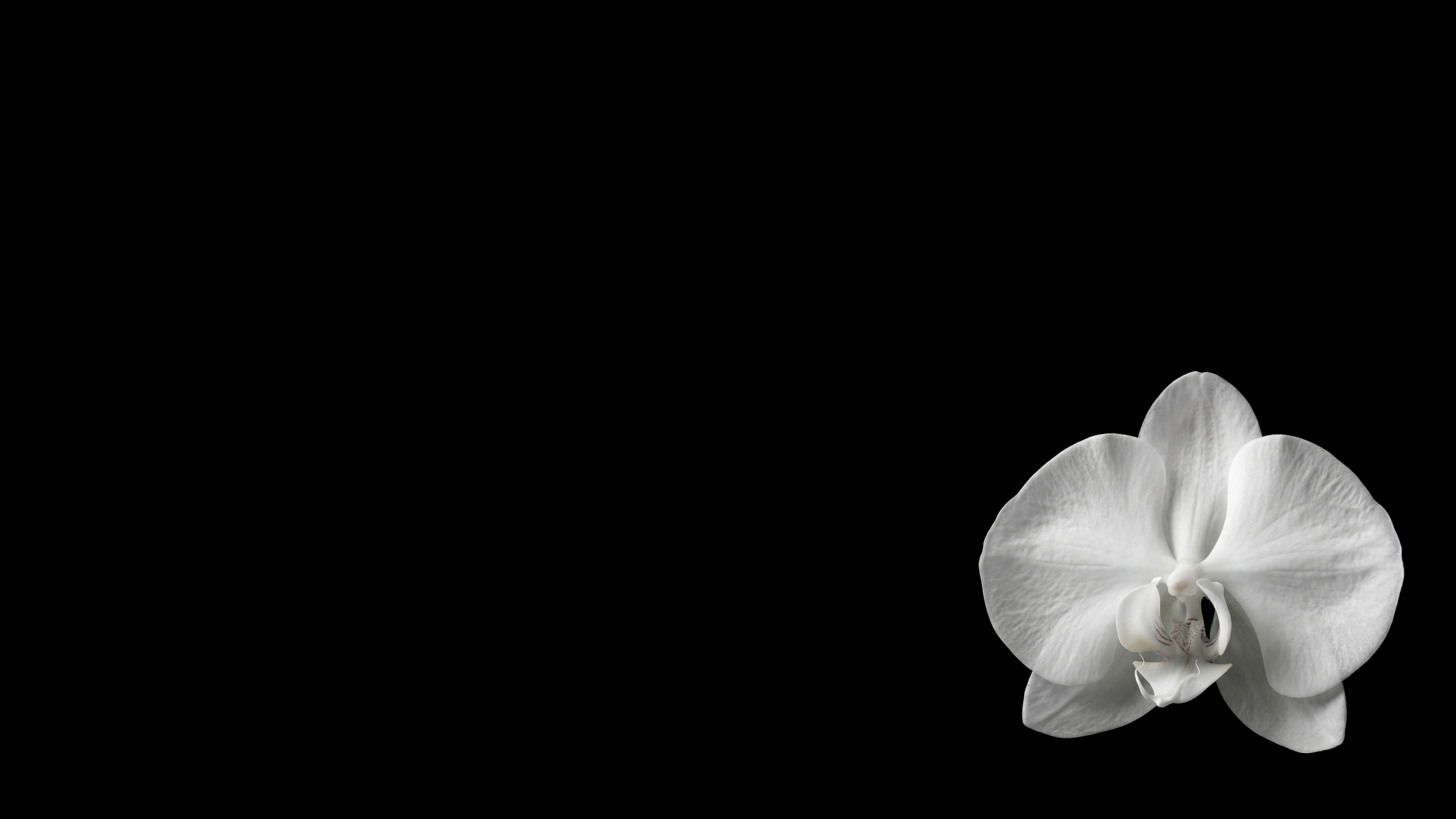 White Orchid On Black Void